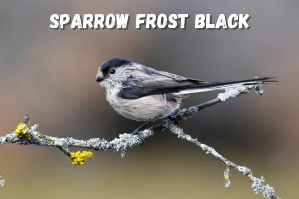 Sparrow Frost Black